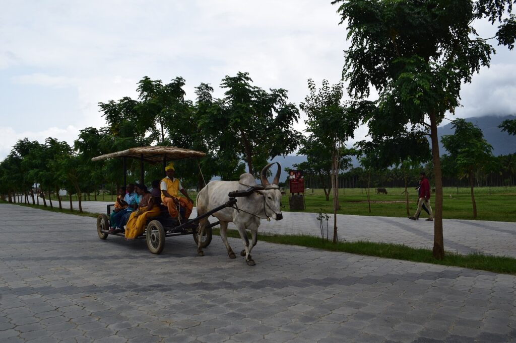 cow, cart, india-4422219.jpg