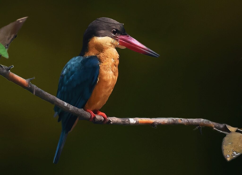 kingfisher, balasore, odisha-5014587.jpg
